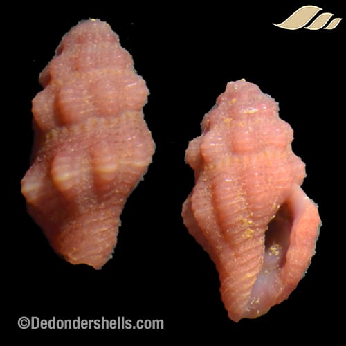 Lienardia purpurata 1