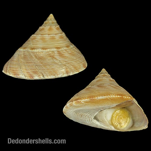 Calliostoma formosense 2