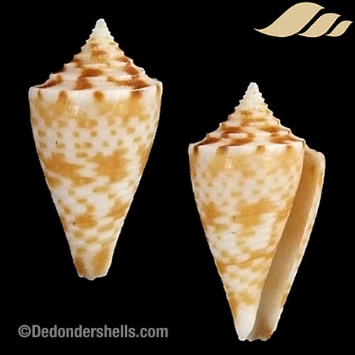 Conus obscurus 9 - De Donder Shells