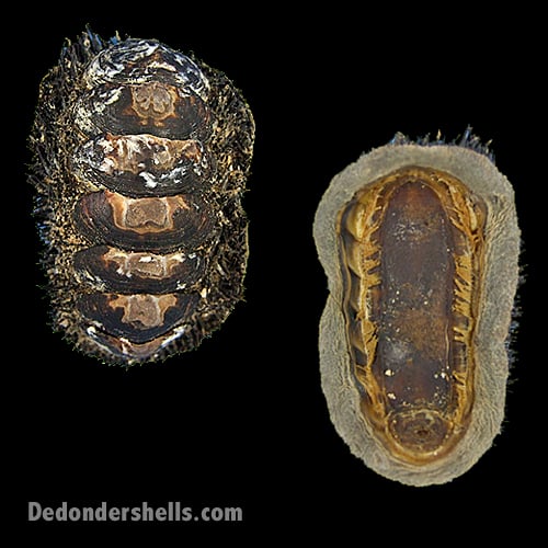 Acanthopleura spinosa 3