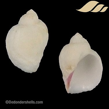 Coralliophila monodonta 1