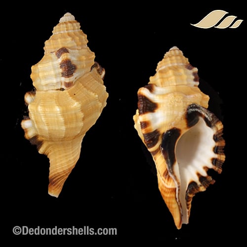 Lotoria grandimaculata 10