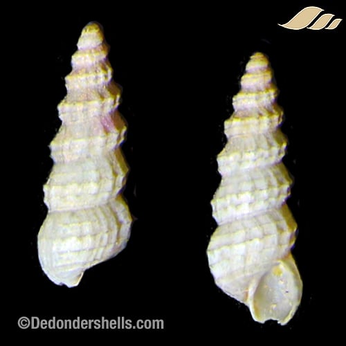 Cerithidium diplax 4
