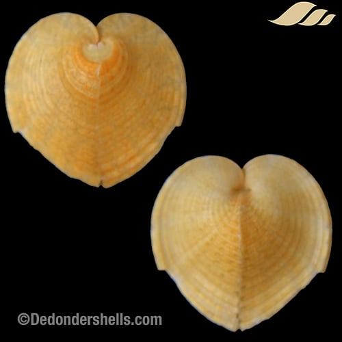 Corculum monstrosum 6