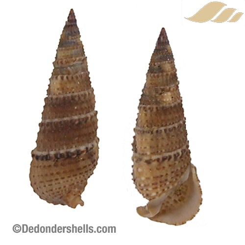 Rhinoclavis sinensis 9