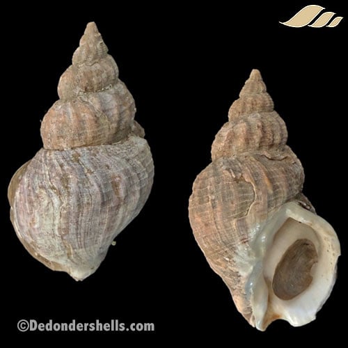Buccinum undatum 5