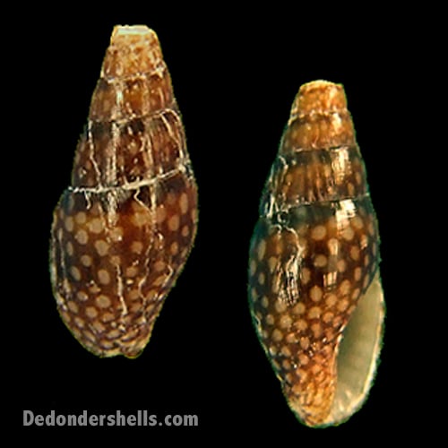Mitrella ocellata 2
