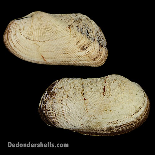 Trisidos semitorta 3