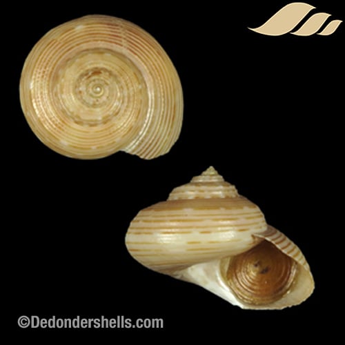 Calliostoma koma 1