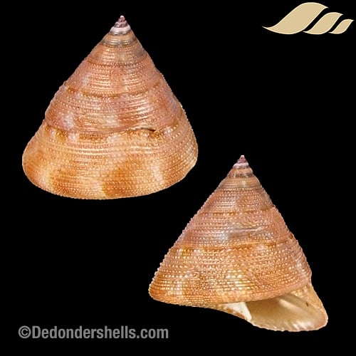 Calliostoma vinosum 3