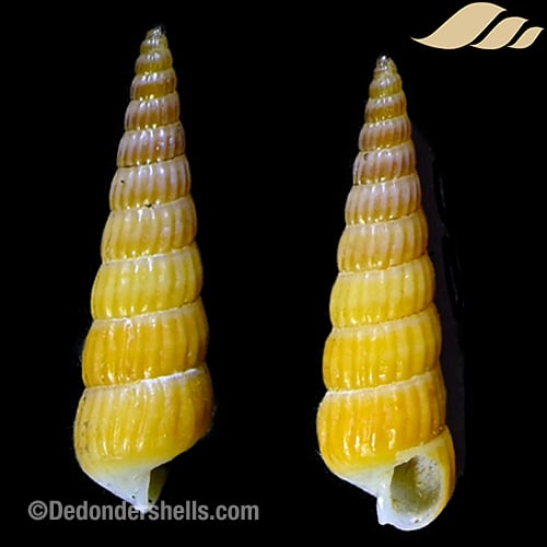 Turbonilla gloriamishimana 3