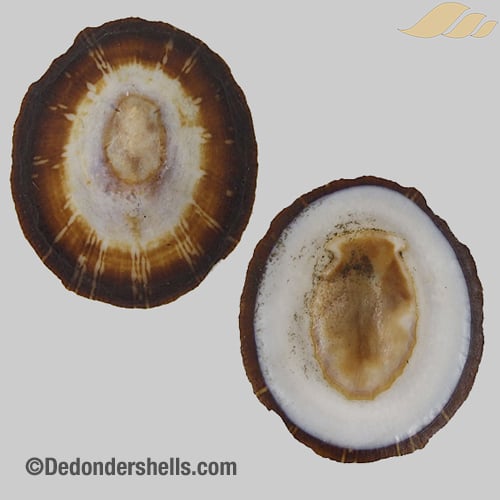 Patelloida striata 14