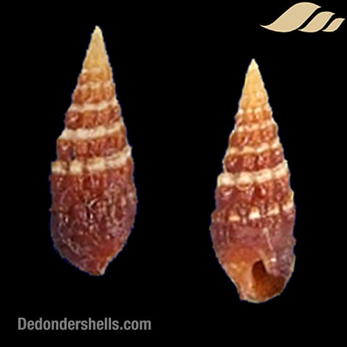 Cerithium species 2