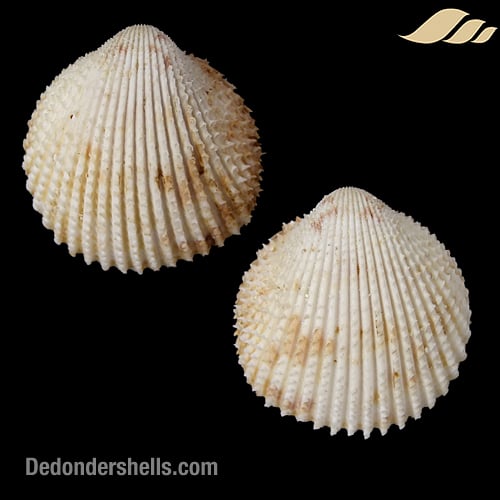 Trachycardium egmontianum 2