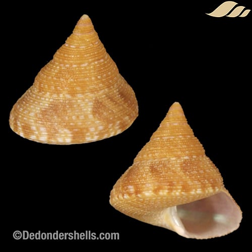 Calliostoma ornatum 3