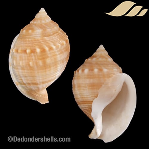 Galeodea echinophora subnodulosa 3