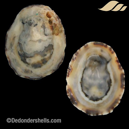 Patella intermedia 14