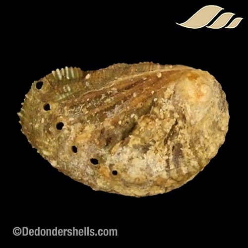 Haliotis tuberculata lamellosa 7