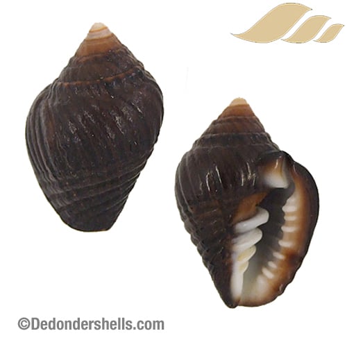 Zierliana ziervogeli 2