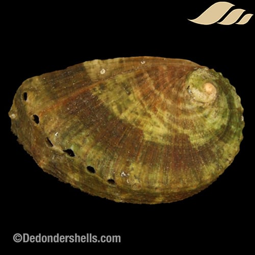 Haliotis mykonosensis 5