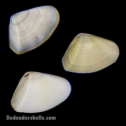 Donax denticulatus 10