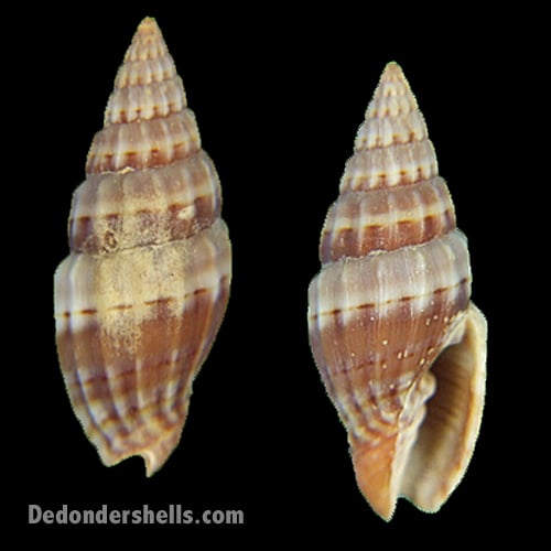 Vexillum semifasciatum 3