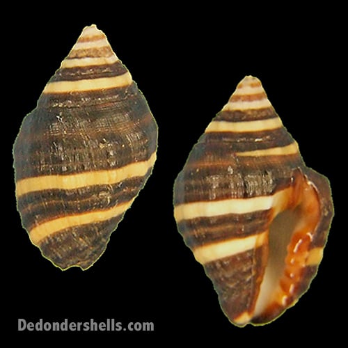 Engina mendicardia 1