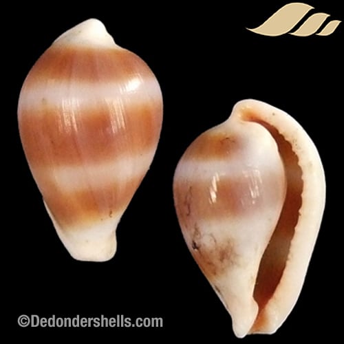 Margovula bimaculata 3