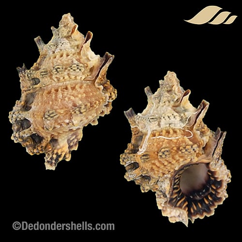 Bursa muehlhaeusseri 8