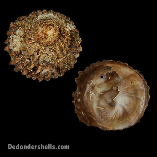 Trochita trochiformis 1