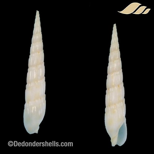 Duplicaria raphanula 1