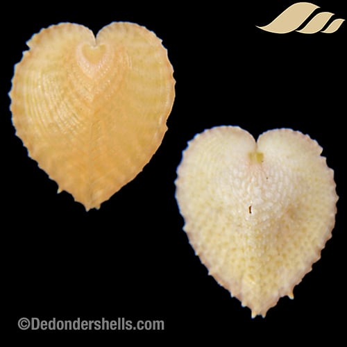 Corculum dionaeum 20