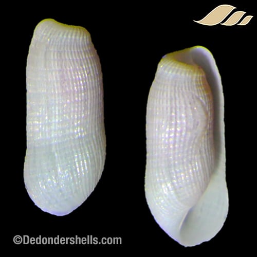 Pyrunculus fourierii 4