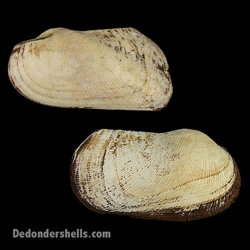 Trisidos semitorta 2