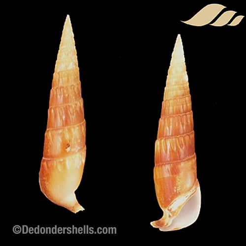 Rhinoclavis fasciata 4