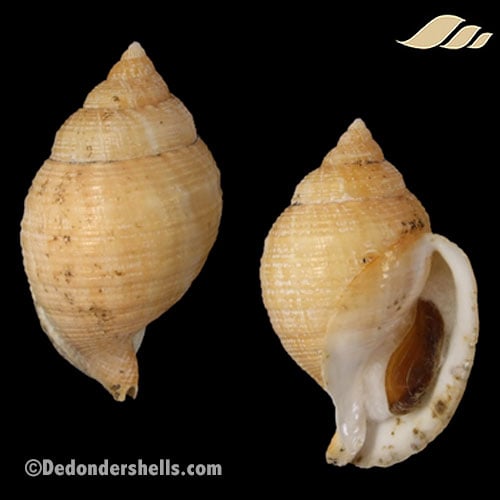 Galeodea echinophora adriatica 17