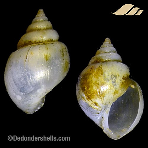 Microstelma japonica 2