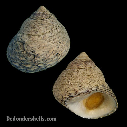 Osilinus articulatus 2