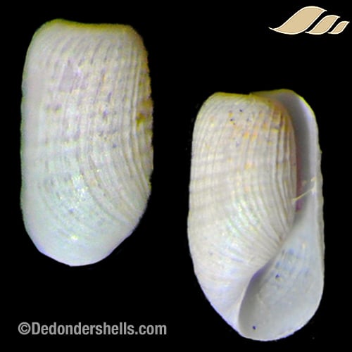 Retusa desgenettii 3