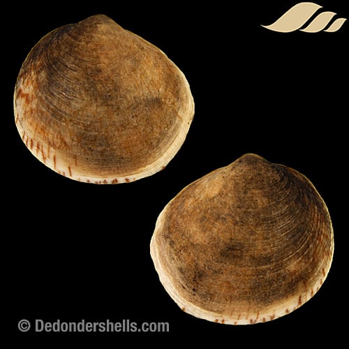 Glycymeris glycymeris 5