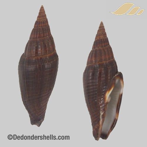 Vexillum vulpeculum 2