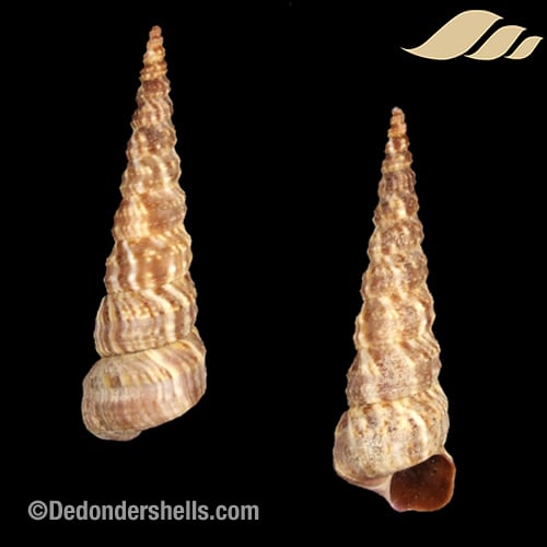 Turritella bicingulata 5