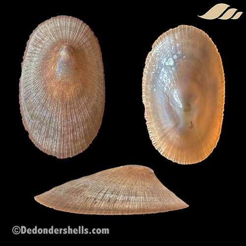 Cymbula compressa 17