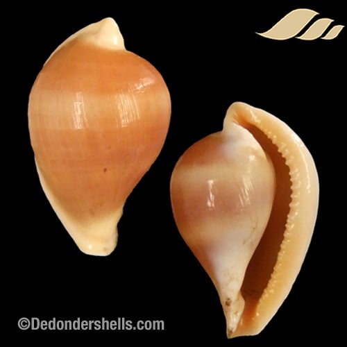 Margovula pyriformis 4