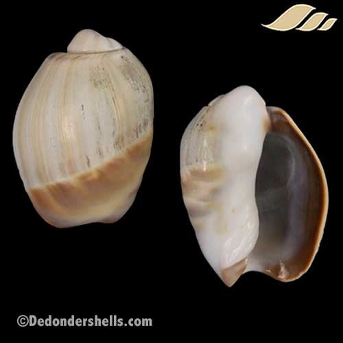 Olivancillaria vesica auricularia 2