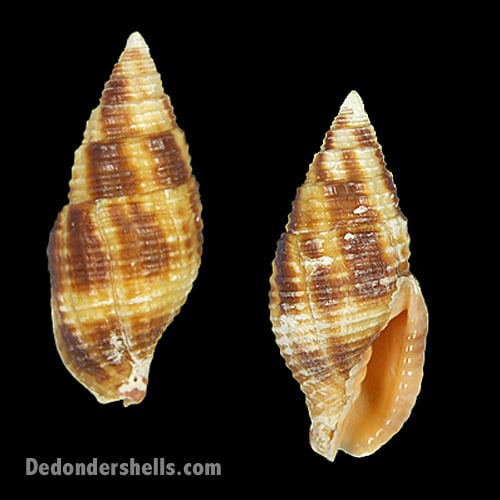 Nebularia ferruginea 3