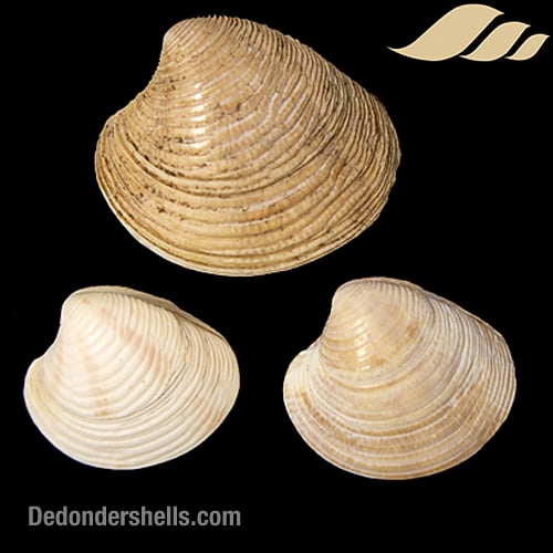 Chamelea striatula 10