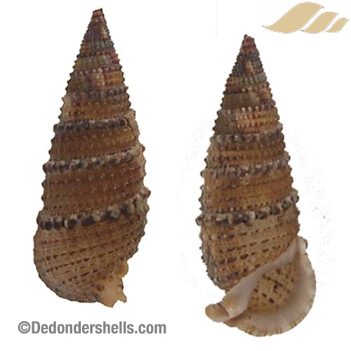 Rhinoclavis sinensis 6