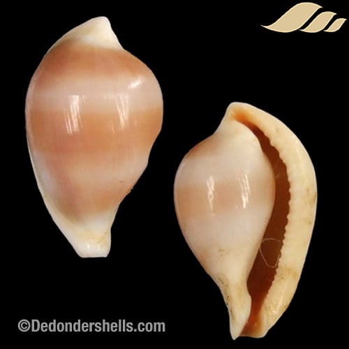 Margovula pyriformis 9