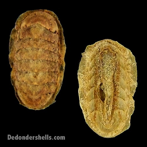 Ischnochiton rissoi 3